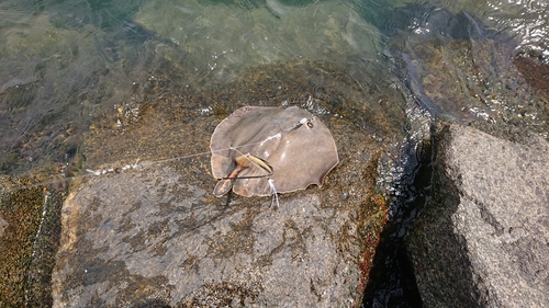 アカエイの釣果