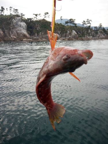 ベラの釣果