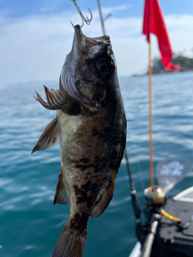 メバルの釣果