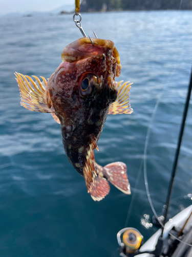 アラカブの釣果