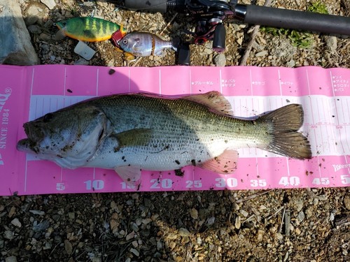 ブラックバスの釣果