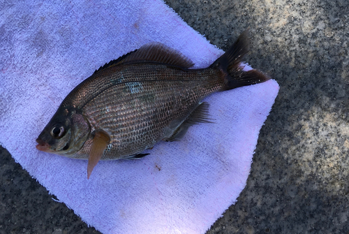 ウミタナゴの釣果