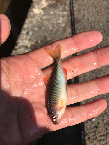 ヤリタナゴの釣果