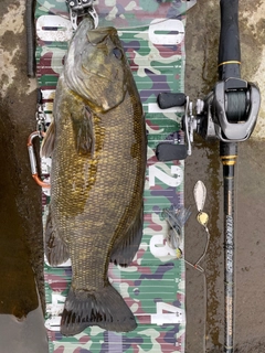 スモールマウスバスの釣果