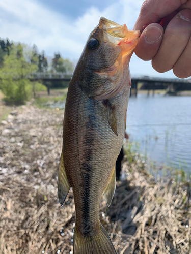 ラージマウスバスの釣果