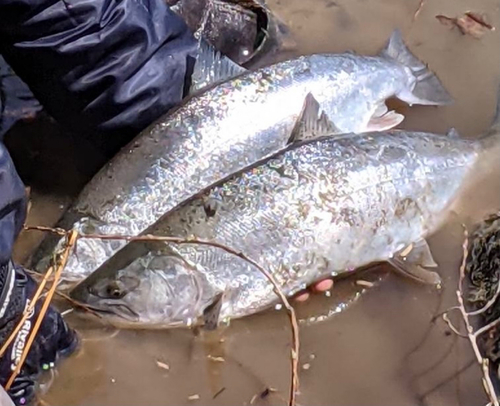 サクラマスの釣果