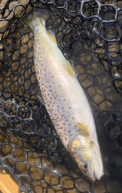 ブラウントラウトの釣果