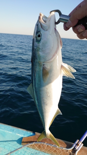 ハマチの釣果