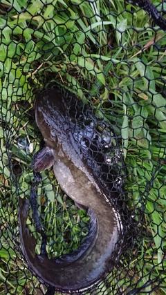 ナマズの釣果