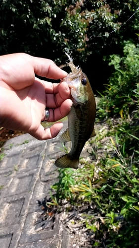 ブラックバスの釣果