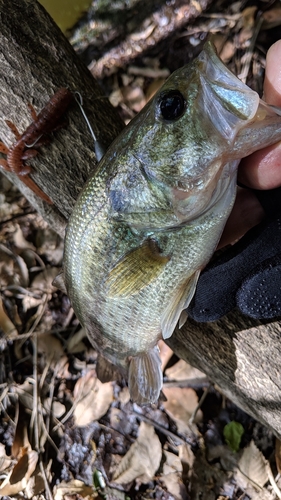 ブラックバスの釣果