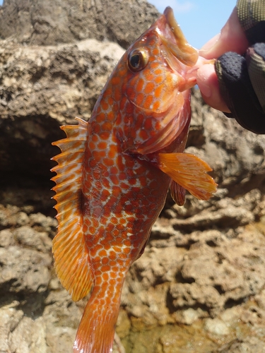 キジハタの釣果