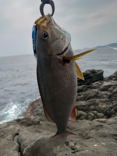 イサキの釣果