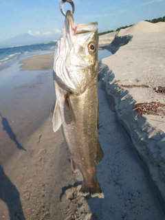 マルスズキの釣果