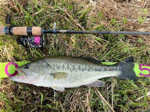 ブラックバスの釣果