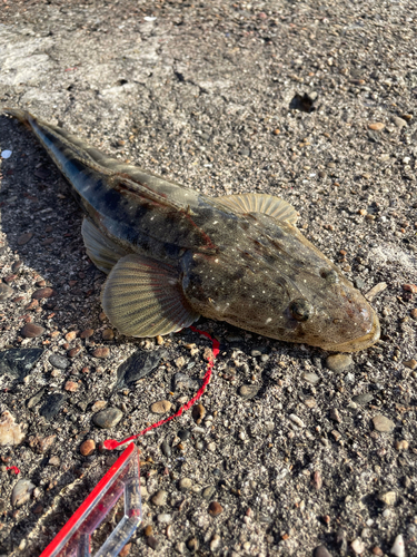 マゴチの釣果