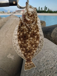 ヒラメの釣果