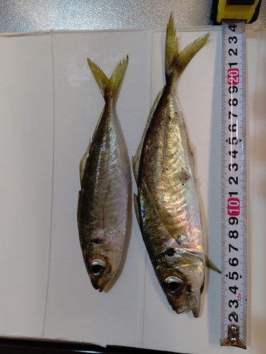 アジの釣果