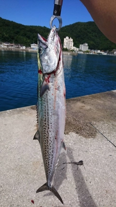 サゴシの釣果