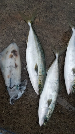 ハマチの釣果