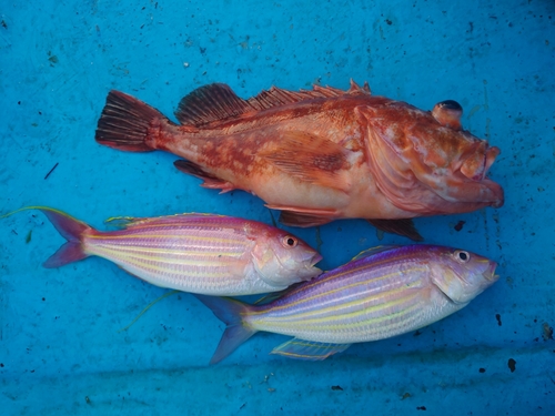 ウッカリカサゴの釣果