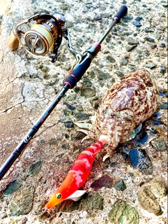 コウイカの釣果