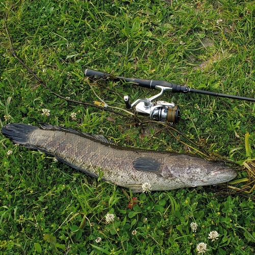 ライギョの釣果