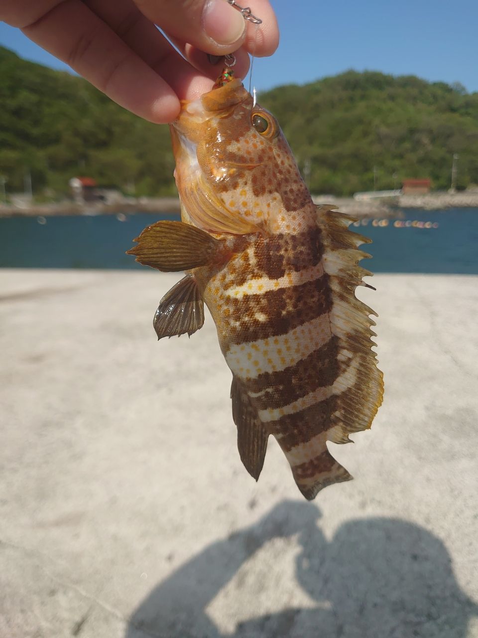 アオハタ