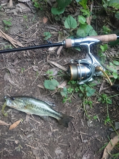 ブラックバスの釣果