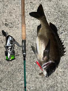 クロダイの釣果