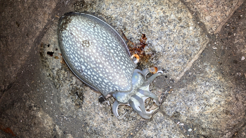 シリヤケイカの釣果