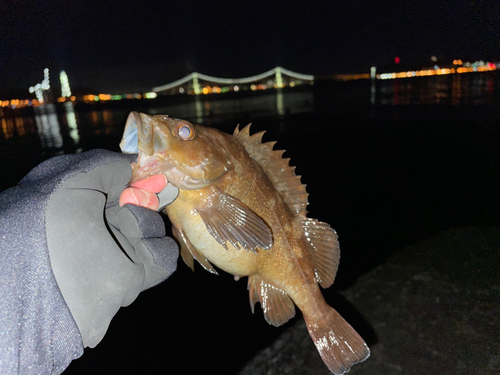 エゾメバルの釣果