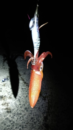 ケンサキイカの釣果