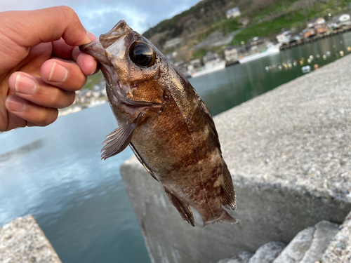 メバルの釣果