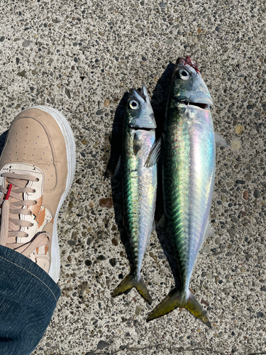 サバの釣果