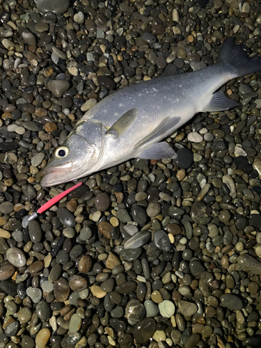 ヒラスズキの釣果