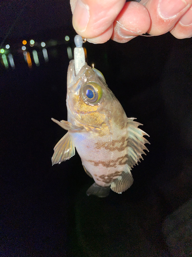 シロメバルの釣果