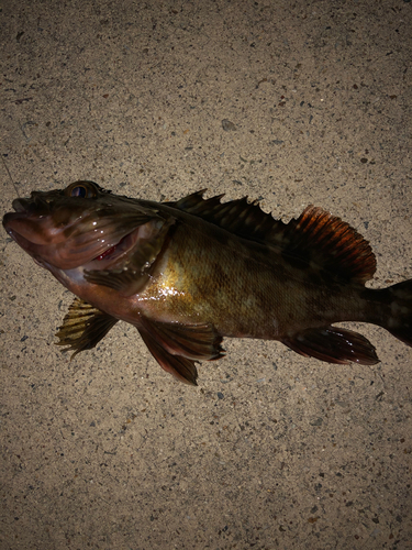 カサゴの釣果