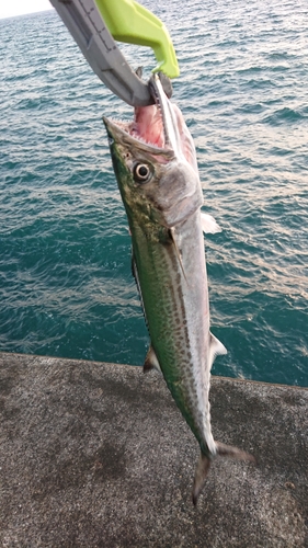 サゴシの釣果