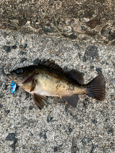 クロメバルの釣果