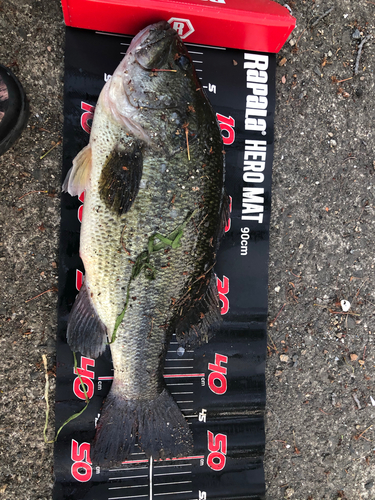 ブラックバスの釣果