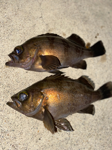 メバルの釣果