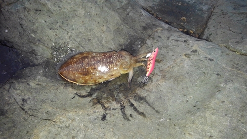 コウイカの釣果