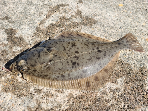 カレイの釣果