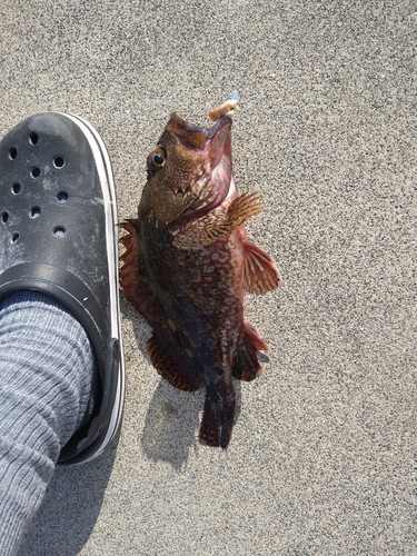 カサゴの釣果