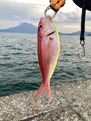 イトヨリダイの釣果