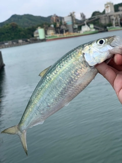 コノシロの釣果