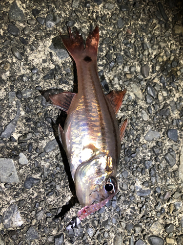 ネンブツダイの釣果