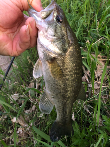 ラージマウスバスの釣果