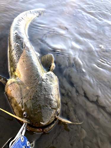 ナマズの釣果